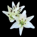 Lily - Asiatic - White (3+ blooms)